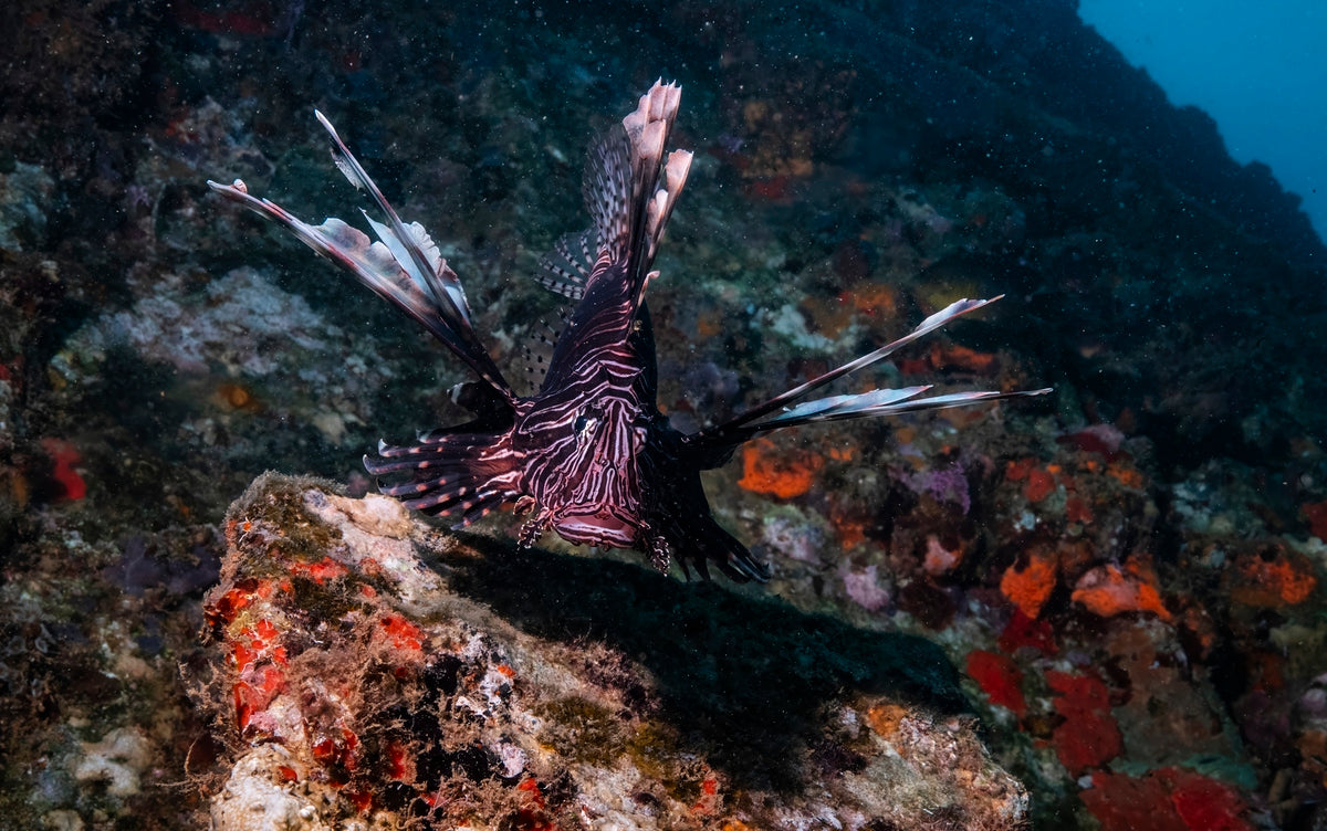 2304808 :: Giclée Fine Art Matte Paper Print