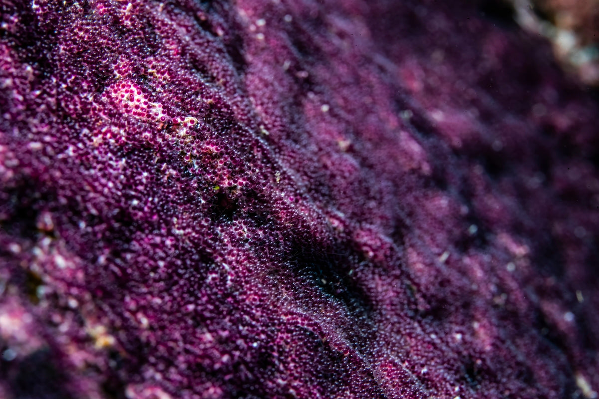 2304814 :: Giclée Fine Art Matte Paper Print