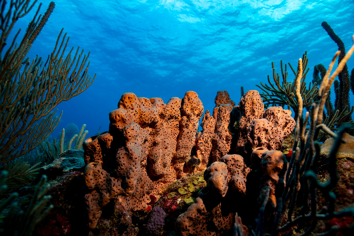 2304811 :: Giclée Fine Art Matte Paper Print