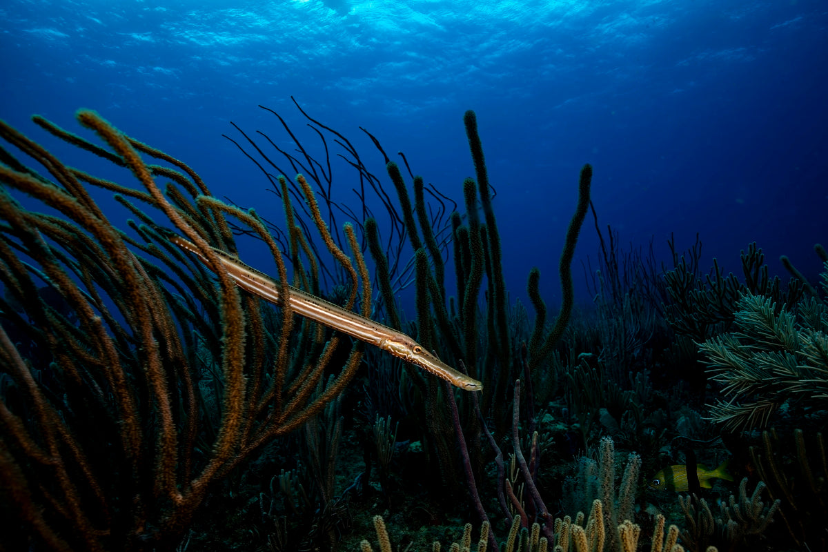 2304810 :: Giclée Fine Art Matte Paper Print