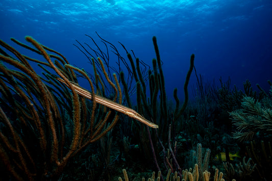 2304810 :: Giclée Fine Art Matte Paper Print