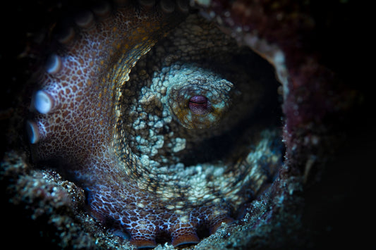 2304813 :: Giclée Fine Art Matte Paper Print