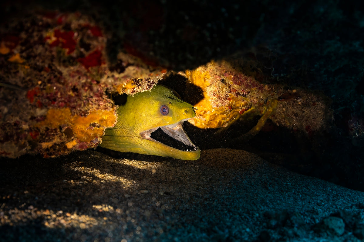 2304812 :: Giclée Fine Art Matte Paper Print