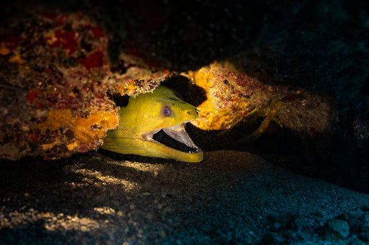 2304812 :: Giclée Fine Art Matte Paper Print