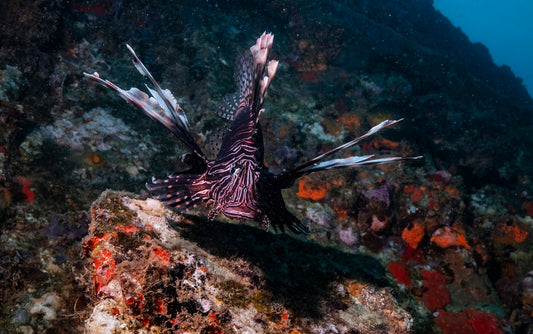 2304808 :: Giclée Fine Art Matte Paper Print