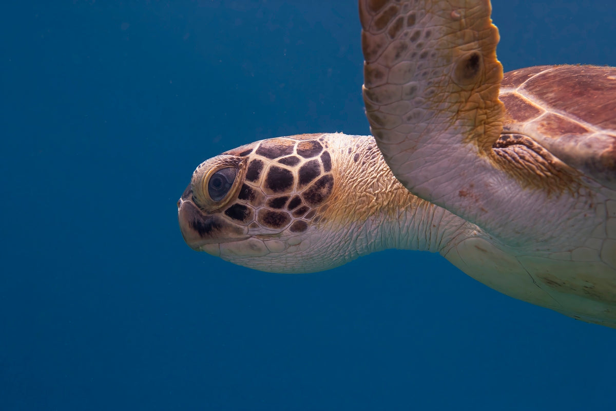 2304818 :: Giclée Fine Art Matte Paper Print